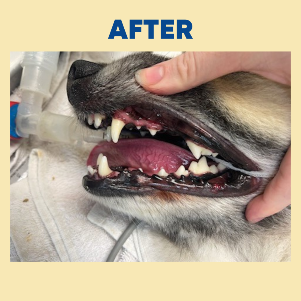 Pet after receiving a dental cleaning from Navy Blvd Animal Hospital