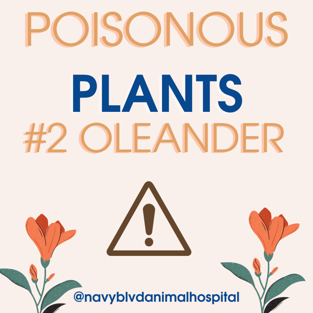 Protect your pets from poisonous plants