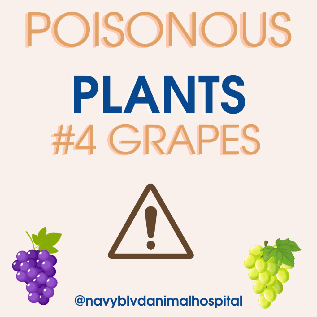 Protect your pets from poisonous plants grapes