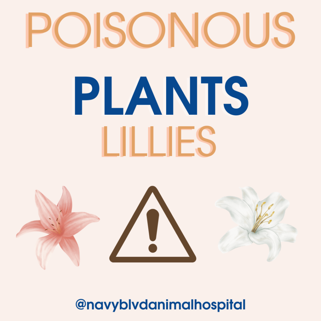 Poisonous plants in Pensacola and how to protect them