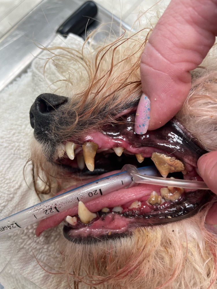 Pet Tarter Build Up Dental Health