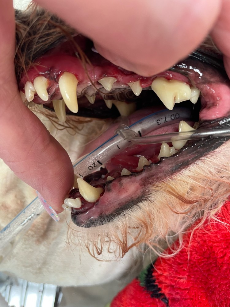 Pet Dental  Cleaning and Health